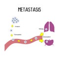 Metastasis: The spread of cancer cells from the original tumor to other parts of the body through the bloodstream or lymphatic