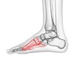 The metatarsal bone Royalty Free Stock Photo