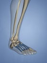 Metatarsal Bones, 3D Model Royalty Free Stock Photo