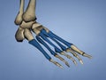 Metatarsal Bones, 3D Model Royalty Free Stock Photo