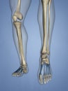 Metatarsal Bones, 3D Model Royalty Free Stock Photo