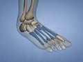 Metatarsal Bones, 3D Model Royalty Free Stock Photo