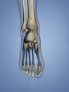 Metatarsal Bones, 3D Model Royalty Free Stock Photo