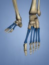 Metatarsal Bones, 3D Model Royalty Free Stock Photo