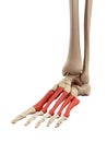 The metatarsal bones Royalty Free Stock Photo