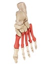 The metatarsal bones Royalty Free Stock Photo