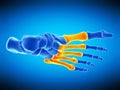 The metatarsal bones Royalty Free Stock Photo