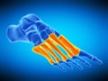 The metatarsal bones Royalty Free Stock Photo