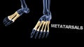 Metatarsals Bones of Human Foot Royalty Free Stock Photo