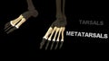 Metatarsals Bones of Human Foot Royalty Free Stock Photo