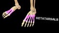 Metatarsals Bones of Human Foot Royalty Free Stock Photo