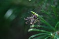 Metellina Segmentata Long-Jawed Orb Weavers