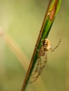 Metellina segmentata spider on a blade of grass