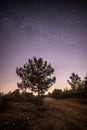 Meteor and a Tree