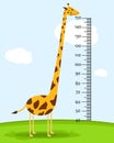 Meter wall or baby scale of growth with Giraffe on the grass. Kids height chart. scale from 40 to 150 centimeter.