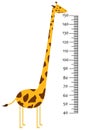 Meter wall or baby scale of growth with Giraffe. Kids height chart. scale from 40 to 150 centimeter.