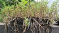 metha cervina plants are arranged neatly in containers and preserved with a normal angle of view Royalty Free Stock Photo