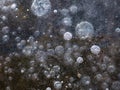 Methane gas bubbles trapped in ice at lake Royalty Free Stock Photo