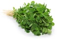 Methi, fenugreek leaves Royalty Free Stock Photo