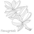 Methi, fenugreek leaves vector illustration on white background. isolated image