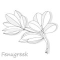 Methi, fenugreek leaves vector illustration on white background. isolated image