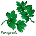 Methi, fenugreek leaves vector illustration on white background. isolated image