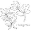 Methi, fenugreek leaves vector illustration on white background. isolated image