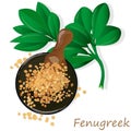 Methi, fenugreek seeds vector illustration on white background. isolated image