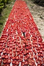 Pachino tomato to dry