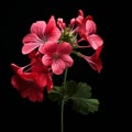 Meticulous Photorealistic Still Life: Geranium Flower In 8k Resolution