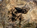 Meticulous tree stump with unprecedented details. Royalty Free Stock Photo