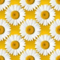 Meticulously Arranged Repeating Shasta Daisy Grid Pattern Royalty Free Stock Photo