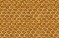 Gold Alligator Skin Leather Seamless Texture Photograph Royalty Free Stock Photo