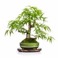 Meticulously Detailed Bamboo Bonsai In High-key Lighting