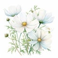 Meticulously Detailed Watercolor White Cosmos Flowers Illustration