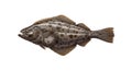 Detailed illustration of a flatfish, a type of fish with a flattened body and both eyes on one side Royalty Free Stock Photo