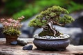 A meticulously sculpted bonsai tree with vibrant green foliage is displayed in an ornate pot Royalty Free Stock Photo