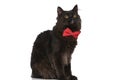 Metis cat with black fur is feeling bored Royalty Free Stock Photo