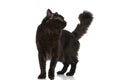 Metis cat with black fur is feeling curious
