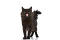 Metis cat with black fur is feeling eager to eat