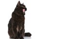 Metis cat with black fur is feeling hungry