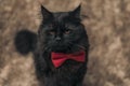 Metis cat with black fur feeling moody