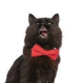 Metis cat with black fur is feling bored Royalty Free Stock Photo