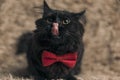 Metis cat with black fur licking her mouth Royalty Free Stock Photo