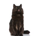 Metis cat with black fur is sticking her tongue out