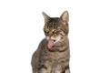 Metis cat feeling disgusted and sticking her tongue out Royalty Free Stock Photo