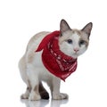 Metis cat with red bandana standing and bending