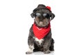 Metis dog with tough attitude is posing with a hat