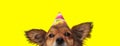 Metis dog wearing birthday hat and looking at camera