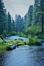 The Metolius river runs thur a lush forest. Royalty Free Stock Photo